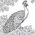 peafowl drawing Coloring book page