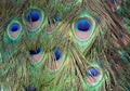 Peafowl feathers include two Asiatic bird species Royalty Free Stock Photo