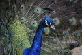 Peafowl Royalty Free Stock Photo