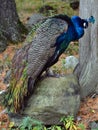 The peafowl include two Asiatic bird species Royalty Free Stock Photo