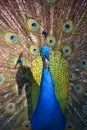 The peafowl include two Asiatic bird species the blue or Indian peafowl Royalty Free Stock Photo