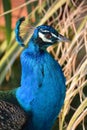 The peafowl include two Asiatic bird species the blue or Indian peafowl Royalty Free Stock Photo