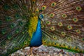 The peafowl include two Asiatic bird species the blue or Indian peafowl Royalty Free Stock Photo