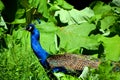 The peafowl include two Asiatic bird species Royalty Free Stock Photo