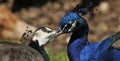 The peafowl include two Asiatic bird species the blue or Indian peafowl Royalty Free Stock Photo