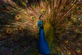 The peafowl include two Asiatic bird species the blue or Indian peafow Royalty Free Stock Photo