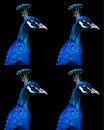 The peafowl include two Asiatic bird species the blue or Indian peafowl originally Royalty Free Stock Photo