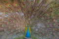 The peafowl include two Asiatic bird species the blue or Indian peafowl Royalty Free Stock Photo