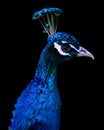 The peafowl include two Asiatic bird species the blue or Indian peafowl Royalty Free Stock Photo