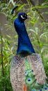 The peafowl include two Asiatic bird species Royalty Free Stock Photo