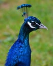 Peafowl include two Asiatic bird species Royalty Free Stock Photo