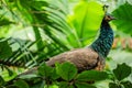 Peafowl (males are peacocks and females are peahens) are classified as a domestic species in Florida.
