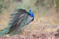 Peafowl, national bird of india
