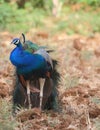 Peafowl, national bird of india