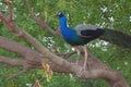 Peafowl, national bird of india