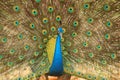 Peafowl, national bird of india