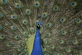 Peafowl, Pavo cristatus