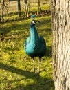 Peafowl (Peacock) Royalty Free Stock Photo