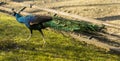 Peafowl (Peacock) Royalty Free Stock Photo