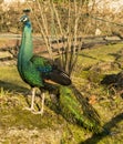 Peafowl (Peacock) Royalty Free Stock Photo