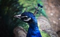 Peafowl - The term peacock is properly reserved for the male; the female is known as a peahen, and the immature offspring are some