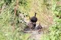 Peafowl with kids Royalty Free Stock Photo