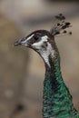 Peahen Royalty Free Stock Photo