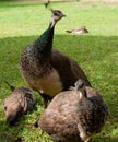 Peahen