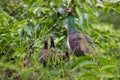 Peahen with chicks Royalty Free Stock Photo