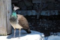 Peahen close-up. Exotic bird at the zoo.