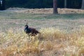 Peahen female peacock sitting in long summer grass Royalty Free Stock Photo