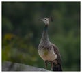 Peahen in forest