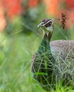 A Peahen in grass