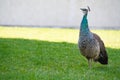 Peahen