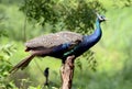 PEAHEN Royalty Free Stock Photo