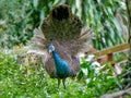 Peahen with a lacey fan like tail.