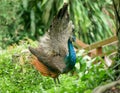 Peahen with a lacey fan like tail.