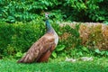 Peahen with Nestlings