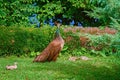 Peahen with Nestlings