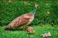 Peahen with Nestlings