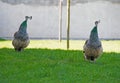 Peahen pair