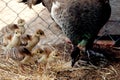 Peahen with peachicks in a cage Royalty Free Stock Photo