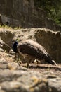 Peahen with chicks Royalty Free Stock Photo
