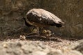 Peahen with chicks Royalty Free Stock Photo