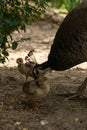 Peahen with chicks Royalty Free Stock Photo