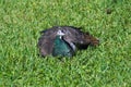 Peahen sitting in a field of grass