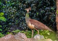 Peahen standing on a wall Royalty Free Stock Photo