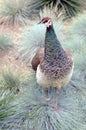 Peahen