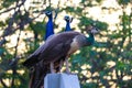 A PEAHEN WITH TWO PEACOCKS