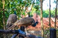 Peahen Royalty Free Stock Photo